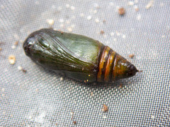 Thalaina selenaea