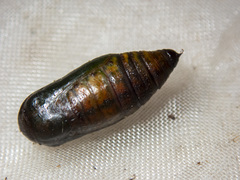 Thalaina selenaea