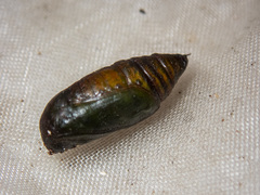 Thalaina selenaea