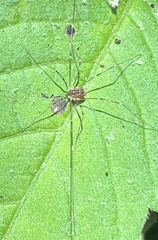 Leiobunum aldrichi