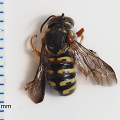 Dianthidium texanum