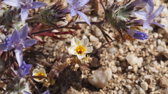 Leptosiphon lemmonii