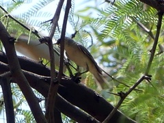 Vireo bellii
