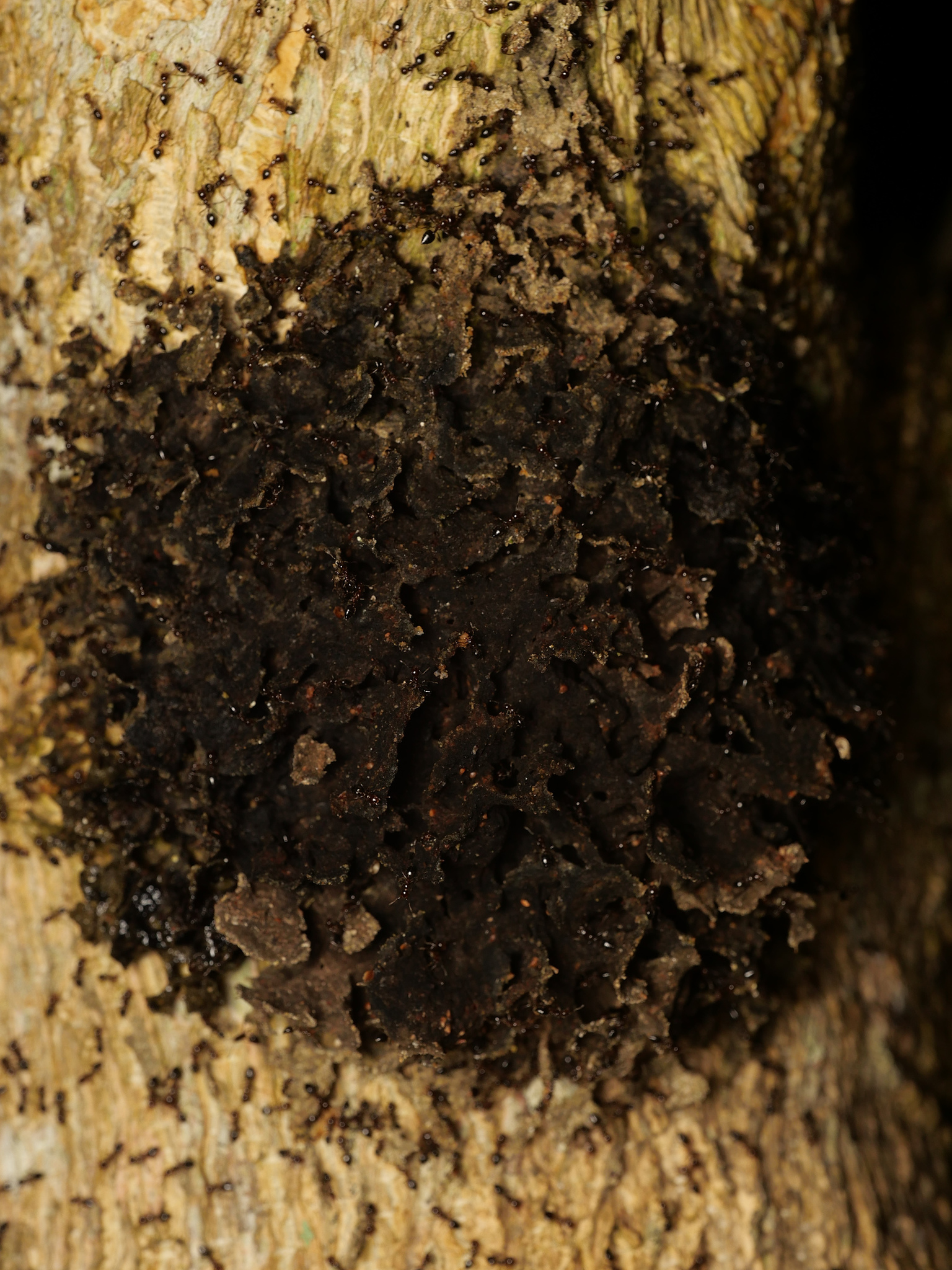 Crematogaster polita