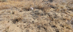 Stephanomeria exigua exigua