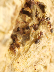 Crematogaster polita