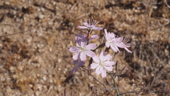 Stephanomeria exigua exigua