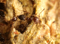 Crematogaster polita