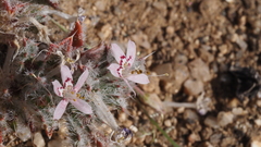 Loeseliastrum schottii