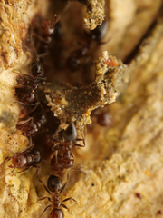 Crematogaster polita