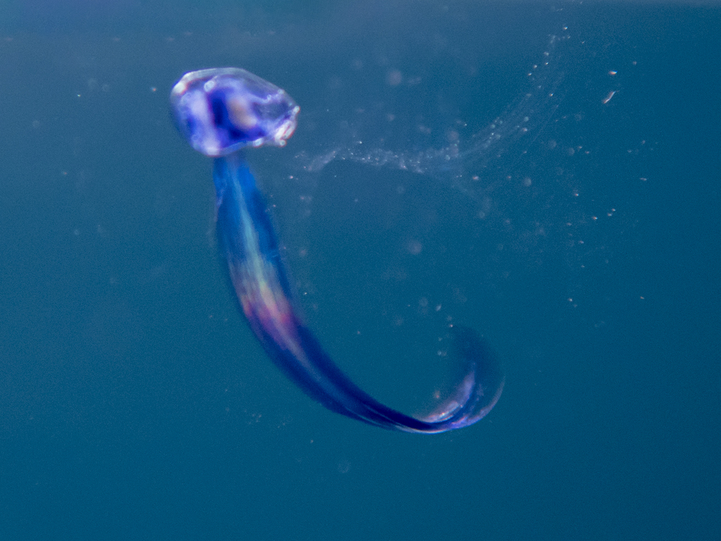 Pelagic Tunicates