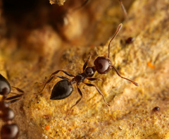 Crematogaster polita
