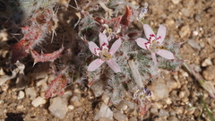 Loeseliastrum schottii