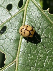 Platyphora fraterna