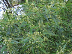 Nectandra angustifolia
