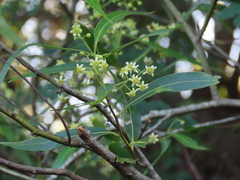 Nectandra angustifolia