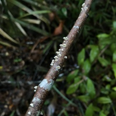 Cyphellaceae