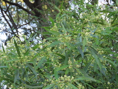 Nectandra angustifolia