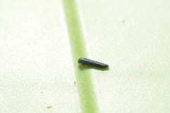 Trirhabda canadensis