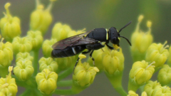 Hylaeus modestus