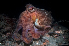 Amphioctopus kagoshimensis