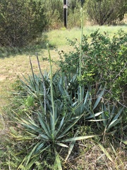 Yucca pallida
