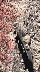 Trimerotropis fontana