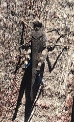 Trimerotropis fontana