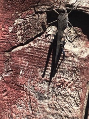 Trimerotropis fontana