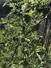 Zanthoxylum bungeanum