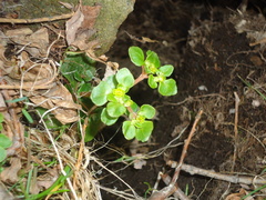 Chrysosplenium kamtschaticum
