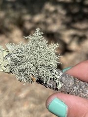 Pseudevernia consocians