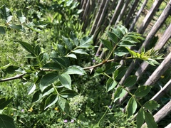 Zanthoxylum bungeanum