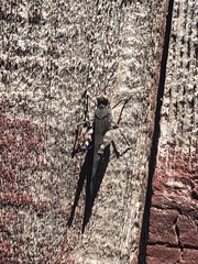 Trimerotropis fontana