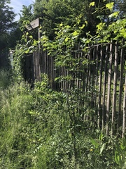 Zanthoxylum bungeanum