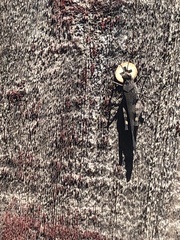 Trimerotropis fontana