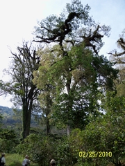 Ulmus mexicana