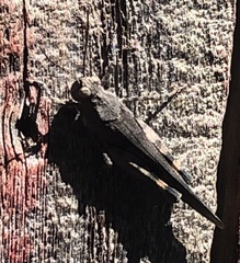 Trimerotropis fontana