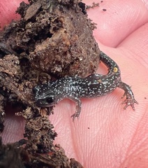 Plethodon cylindraceus