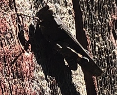 Trimerotropis fontana