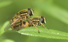 Helophilus pendulus