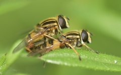 Helophilus pendulus