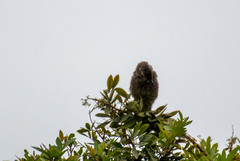 Mimus longicaudatus