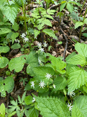 Stellaria pubera