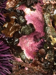 Stylantheca papillosa