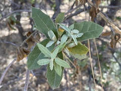 Quercus peninsularis