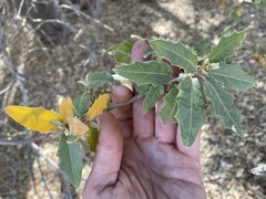 Quercus peninsularis