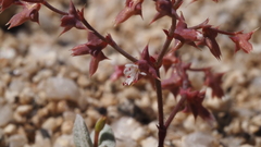 Centrostegia thurberi