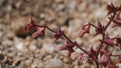 Centrostegia thurberi