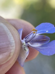 Collinsia grandiflora